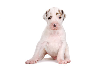 front view of a great dane puppy looking at camera