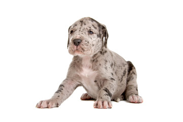 front fiew of a sitting blue Merle great dane puppy