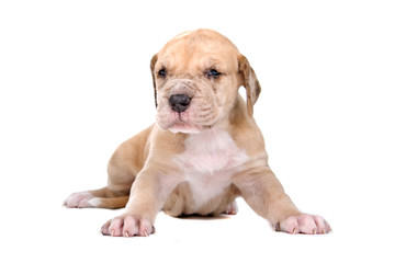 Obraz premium front view of a great dane puppy