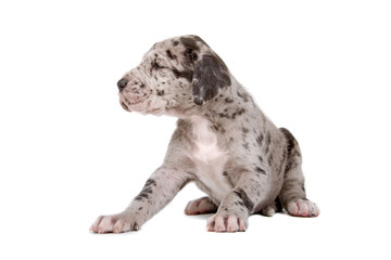 great dane puppy dog isolated on a white background