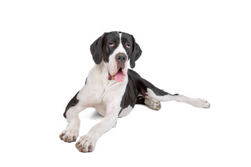 beautiful great dane dog isolated on a white background - obrazy, fototapety, plakaty