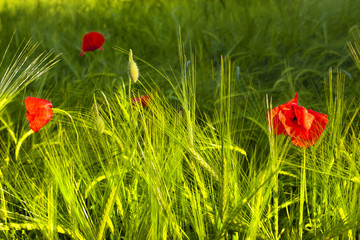 Fototapeta premium Green filed with poppies