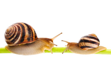 Snail