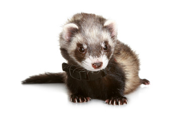 Obraz premium Ferret on a white background