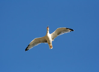 Seagull in the sky