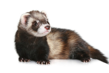 Ferret (Mustela putorius furo) on white background