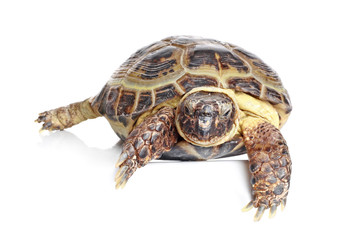 Tortoise in front of a white background