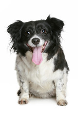 Portrait of a charming black & white smiling dog