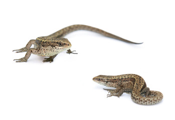 Lizards isolated on a white background