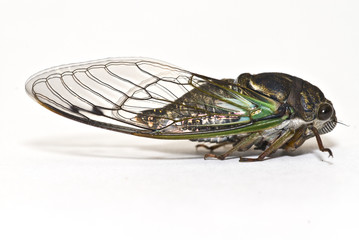 Cicada isolated on white background