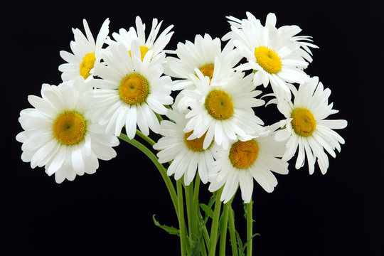 marguerite commune,leucanthemum vulgare