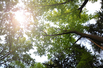 Sun Rays in Treetops