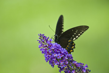 Swallowtail butterfly on a flower