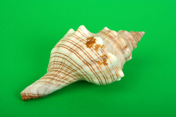 sea cockleshell