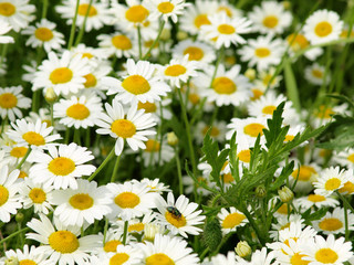 Obraz premium daisy flowers