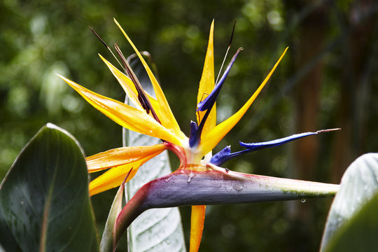 Brisbane City Botanic Gardens: Bird Of Paradise