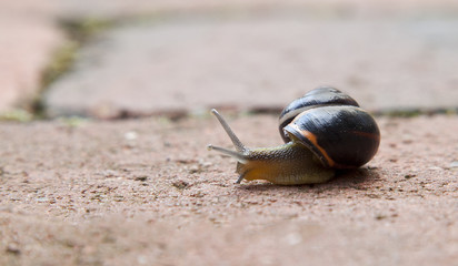Schnecke auf der Terrasse