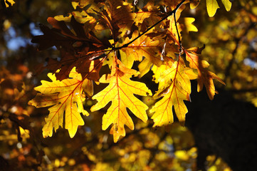 Back Lighting on Oak Leaves