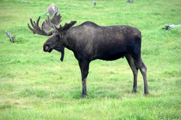 Acrylic prints Moose moose on grass, Alaska