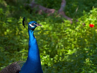 Obraz premium Peacock.