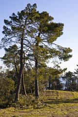Cortafuegos en el Atolamira. Madrid