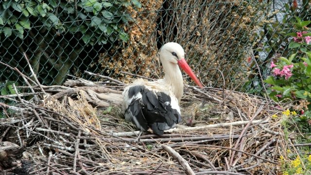 cigogne couchée dans le nid