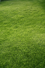 Green grass mat