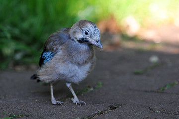 Jungvogel Eichelhäher