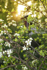 Spring evening in garden