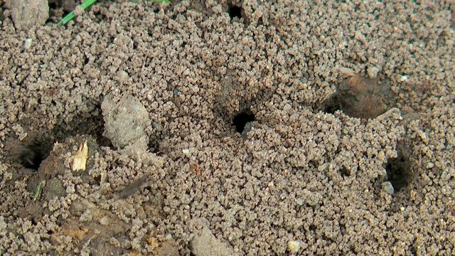 ants at work