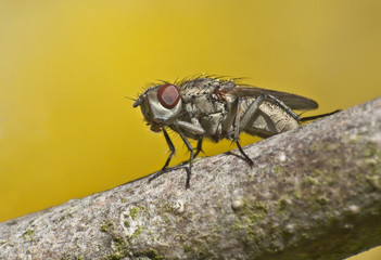 Fleischfliege