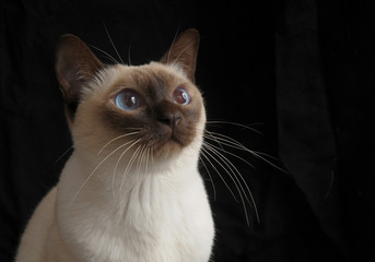 TONKINESE.