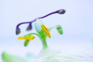 Close up of Passiflora caerulea