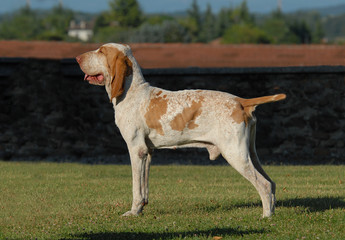 BRACCO ITALIANO