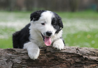BORDER COLLIE, 2 MESI