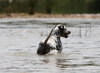 dalmatien dans l'eau