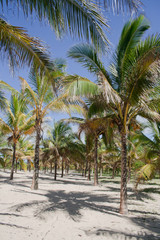 Obraz na płótnie Canvas Palm grove