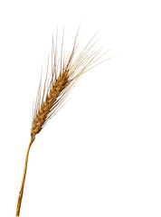 Wheat isolated on white background