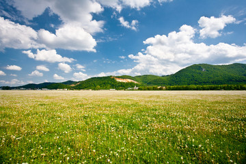 Landscape with dandelions field and mountains