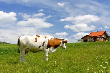 New house and cow on green field