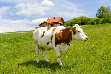 Fototapeta na wymiar Cow on green field