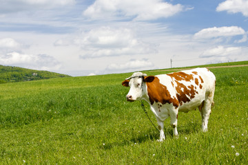 Fototapeta na wymiar Cow in mountain
