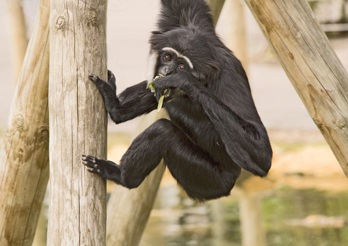 Gibbon Monkey Eating