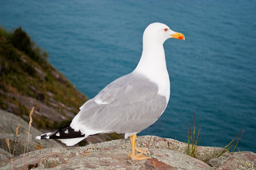 Fototapeta na wymiar seagull ready to flight