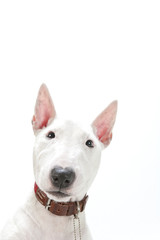 ミニチュアブルテリア