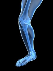 Obraz premium transparentes Bein mit Kniegelenk