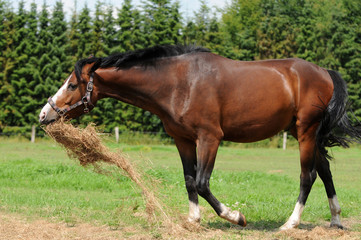 Fototapeta premium Pferd mit Futter
