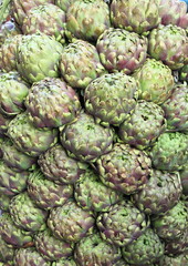 Composition of fresh artichokes