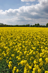 rapsfeld