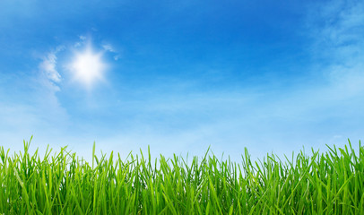 grassland with blue sky